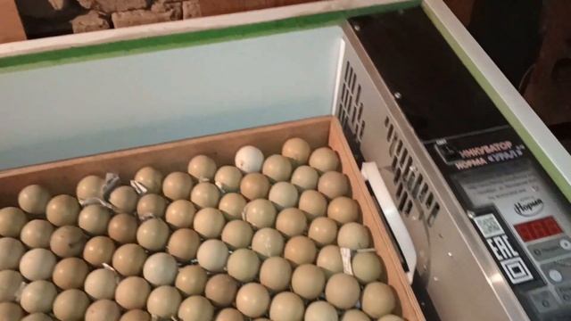 Закладка фазаньих яиц в инкубатор. Қырғауыл жұмыртқаларын инкубаторға салу. смотреть онлайн