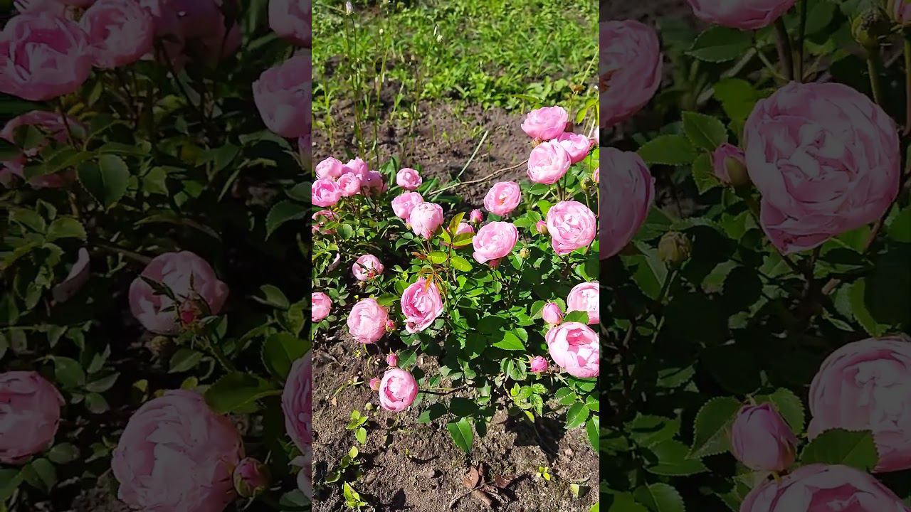 Плетистая роза Раубриттер, второгодка, на своих корнях, может расти как почвопокровная роза #flowers