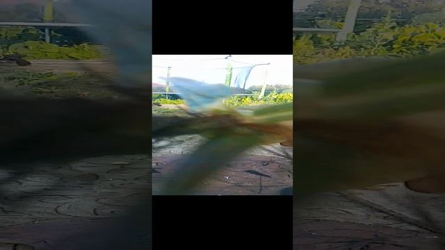 сад смотреть онлайн