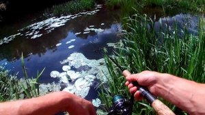 На реке со спиннингом. Июль. Река Красивая Меча. (LiveFishing).