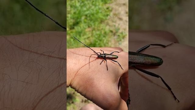 Красивый жук-дровосек смотреть онлайн