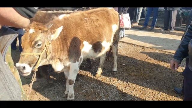 Namangan tumani Tepaqo‘rg‘on sigir bozori. смотреть онлайн
