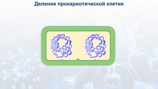 Деление прокариотической клетки. смотреть онлайн