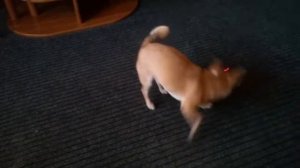 Бешеная  собака!