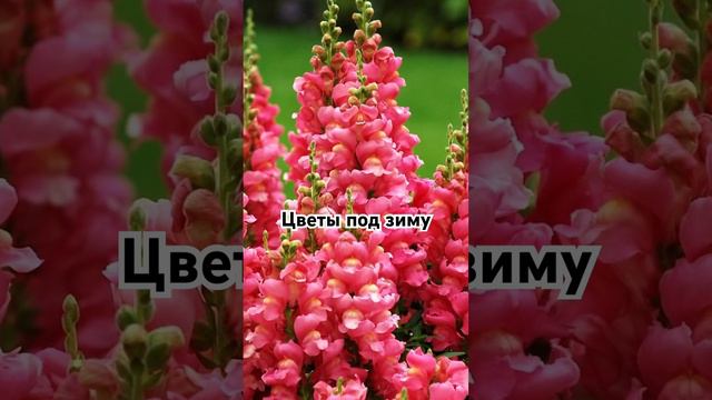 Какие цветы посеять под зиму?🌺🌸🌼#сад #дача #огород #семена #цветы #цветыподзиму смотреть онлайн