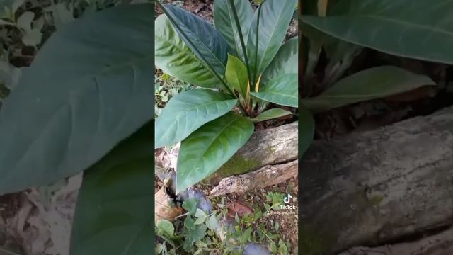 Anturio gigante vs Anturio eggersii #anturios #jardin #coleccion #plants #flores смотреть онлайн