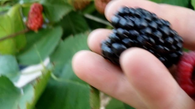 Состояние ежевики, малины и клубники после жары. смотреть онлайн