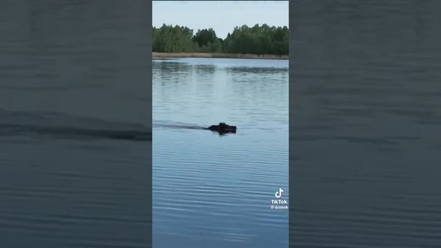 Кабаны плывут по Браславскому озеру смотреть онлайн