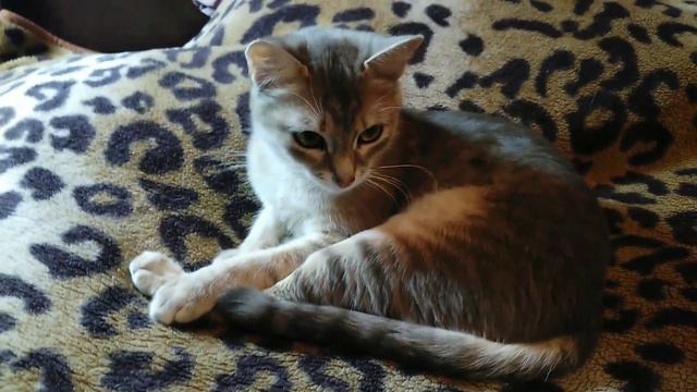 Работает ли кошачий переводчик??? смотреть онлайн