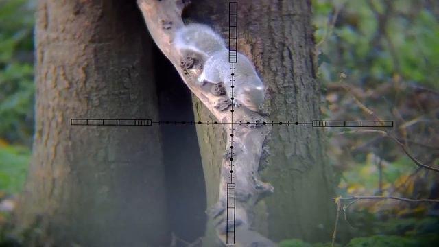 Squirrel Control #5 + Bonus смотреть онлайн