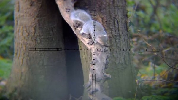 Squirrel Control #5 + Bonus