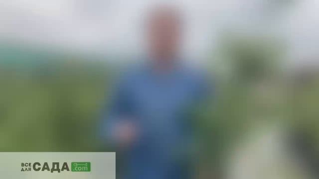 обзор груши Сорт Чижовская