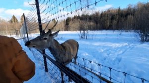 Благородные и пятнистые олени живут в одном вольере?❄