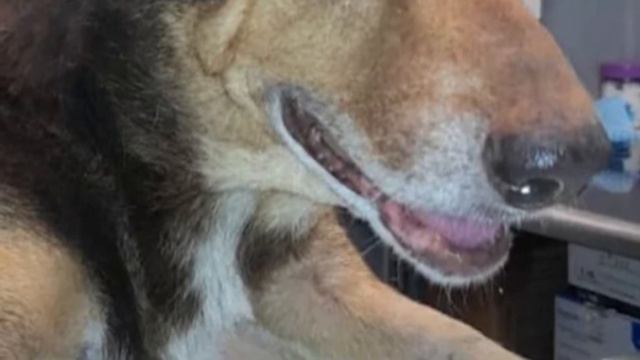 This Dog was thrown away like useless trash.. He began to cry from impotence.. смотреть онлайн