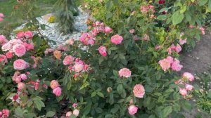 РУССКАЯ РОЗА. РОЗЫ АНДРЕЯ ПАВЛОВИЧА УСЫНИНА. СТОИТ ЛИ ИХ САЖАТЬ? МОЙ ЧЕСТНЫЙ ОТЗЫВ. ОБЗОР СОРТОВ.