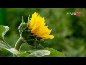 Что такое сидераты?