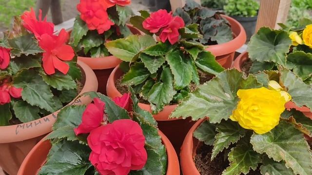 бегония клубневая из семян . бегония Беллекония. что у меня получилось! смотреть онлайн