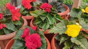 бегония клубневая из семян . бегония Беллекония. что у меня получилось!