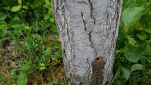 Проще нет! Как избавиться от клёна, и любых ненужных пораслей деревьев раз и навсегда.