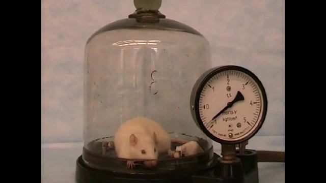 1.1 Гипобарическая гипоксия смотреть онлайн