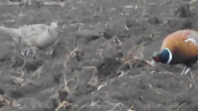 фазаны на огороде смотреть онлайн