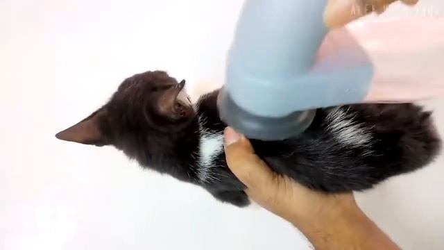 Машинка для вычесывания шерсти PET PAL