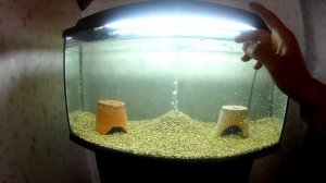 Запуск аквариума 80 литров с нуля