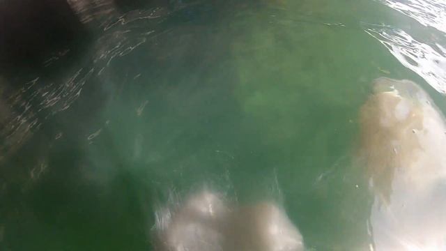 Гигантские медузы смотреть онлайн