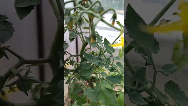 Сорт помидоров Балконное чудо - рекордсмен по образованию пасынков и неплох по урожайности смотреть онлайн