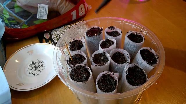 Гипсофила - сеем семена. смотреть онлайн