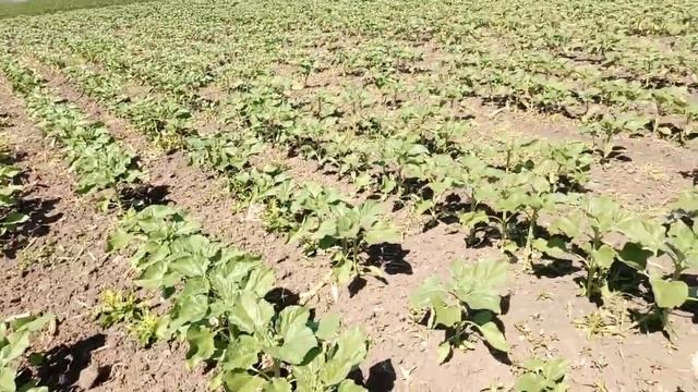 Делаем междурядье кукурузы 06.06.2018. смотреть онлайн