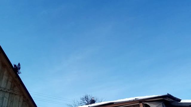 В гостях у Славы смотрим голубей Юрия Гапонова.