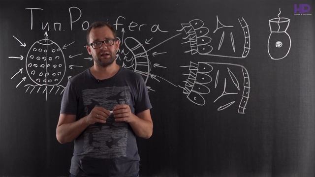 Биология | Тип Губки смотреть онлайн