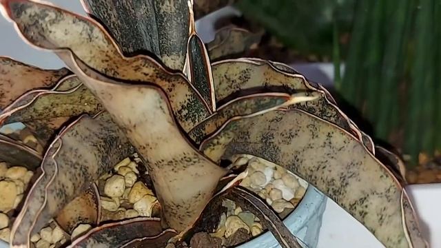 Суккуленты, маленькое начало будущей коллекции. смотреть онлайн