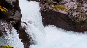 Лосось Идет на Нерест | НЕРЕСТ ЛОСОСЯ часть 2