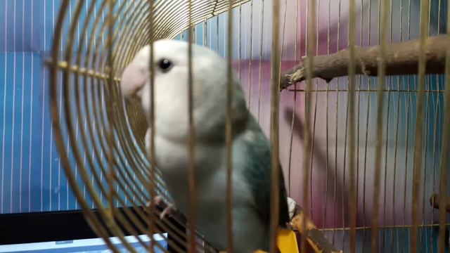 Как попугай кушает сепию ? смотреть онлайн