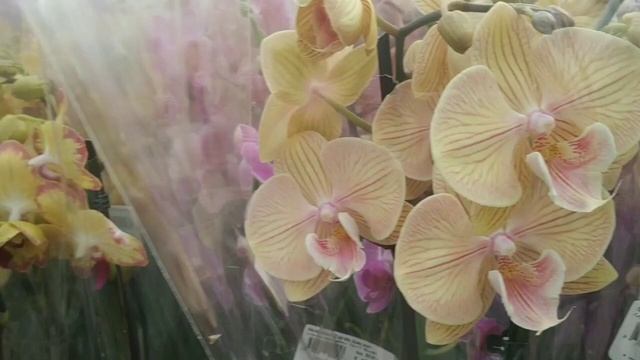 Свежий завоз орхидей в садовом центре Планета Лета Краснодар. Есть пилорики смотреть онлайн