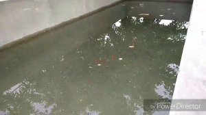 Уй шароитида балик бокиш.