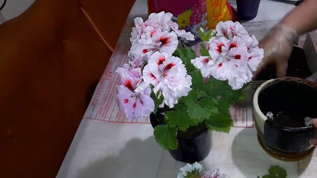 🪴💐🌺 КОРОЛЕВСКАЯ ПЕЛАРГОНИЯ.Пересадка,черенкование/Pelarqoniya qülünün qabının dəyişilməsi,budannası смотреть онлайн