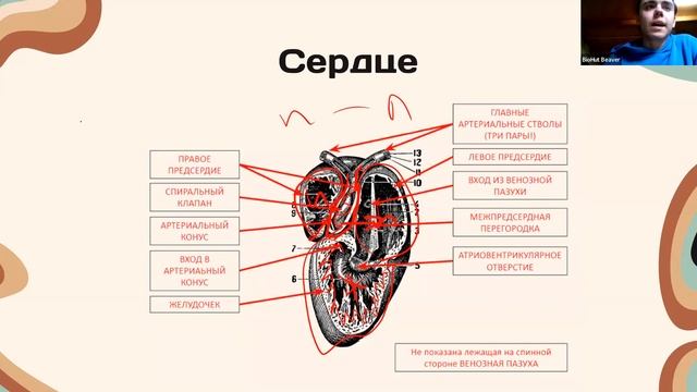 Эволюция кровеносной системы позвоночных // Открытый интенсив по олимпиадной биологии смотреть онлайн