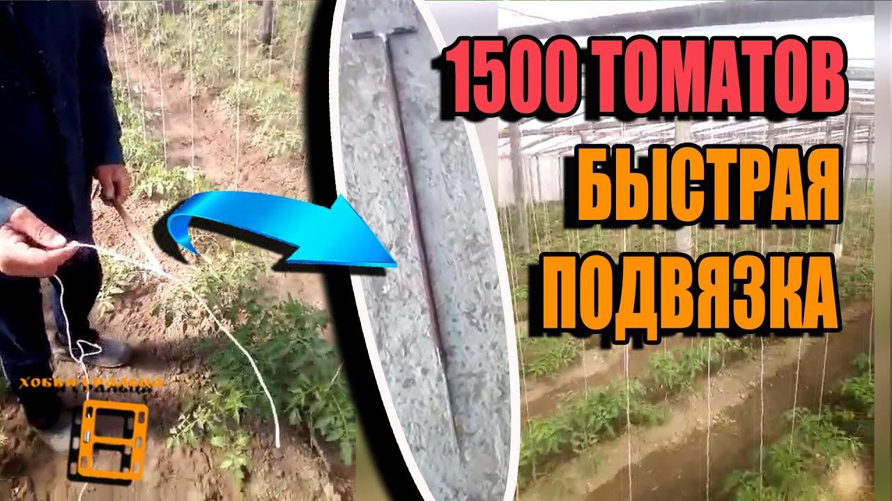 БЫСТРАЯ ПОДВЯЗКА 1500 ТОМАТОВ (ОГУРЦОВ). СОВЕТЫ ЗРИТЕЛЕЙ КАНАЛА ХОББИ УРАЛЬЦА смотреть онлайн