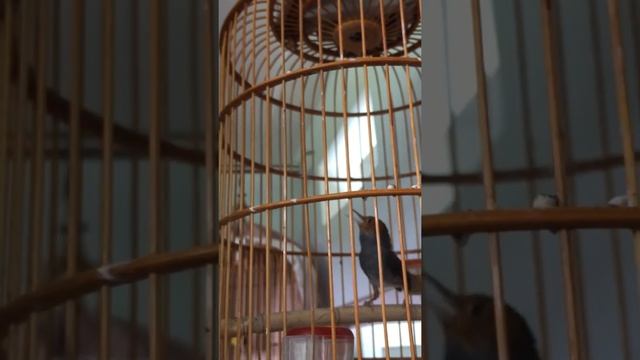 Ép Giọng chim sâu đầu đỏ hay . Bird singing Orthotomus sepium смотреть онлайн