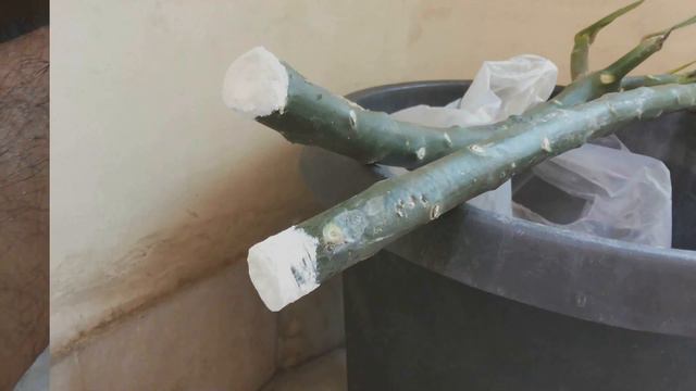 Growing "Red flowering"Plumeria from cuttings_June2018 смотреть онлайн