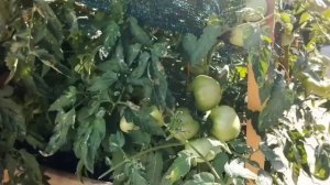 РОЗОВЫЕ ПОМИДОРЫ ТАРПАН. СТОИТ ЛИ ИХ САЖАТЬ?