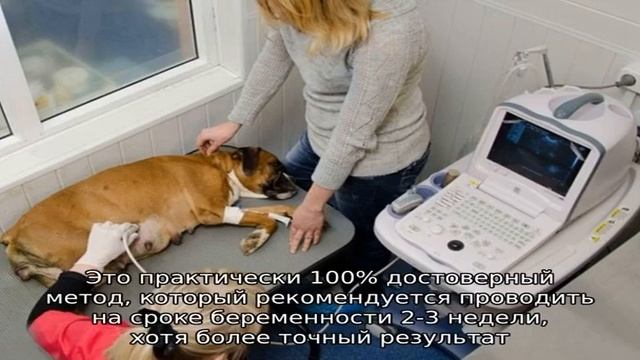 Как понять, что собака беременна смотреть онлайн