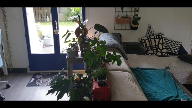 Vlog Plantes#20 - Syngonium Three Kings Et Alocasia Frydek (fin Août 2023)