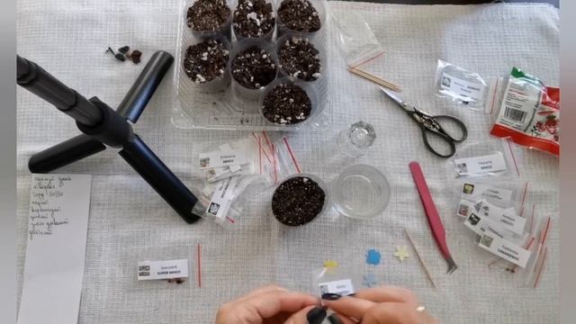 Первый посев семян суккулентов. смотреть онлайн