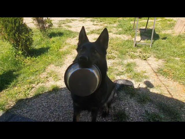 Корм для собак PROBALANCE "IMMUNO ADULT MAXI" смотреть онлайн