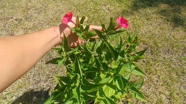 Growing 4 O'Clock flowers with actual results смотреть онлайн