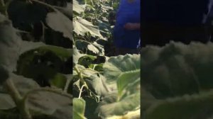 Хлопковая совка на подсолнечнике 2019год